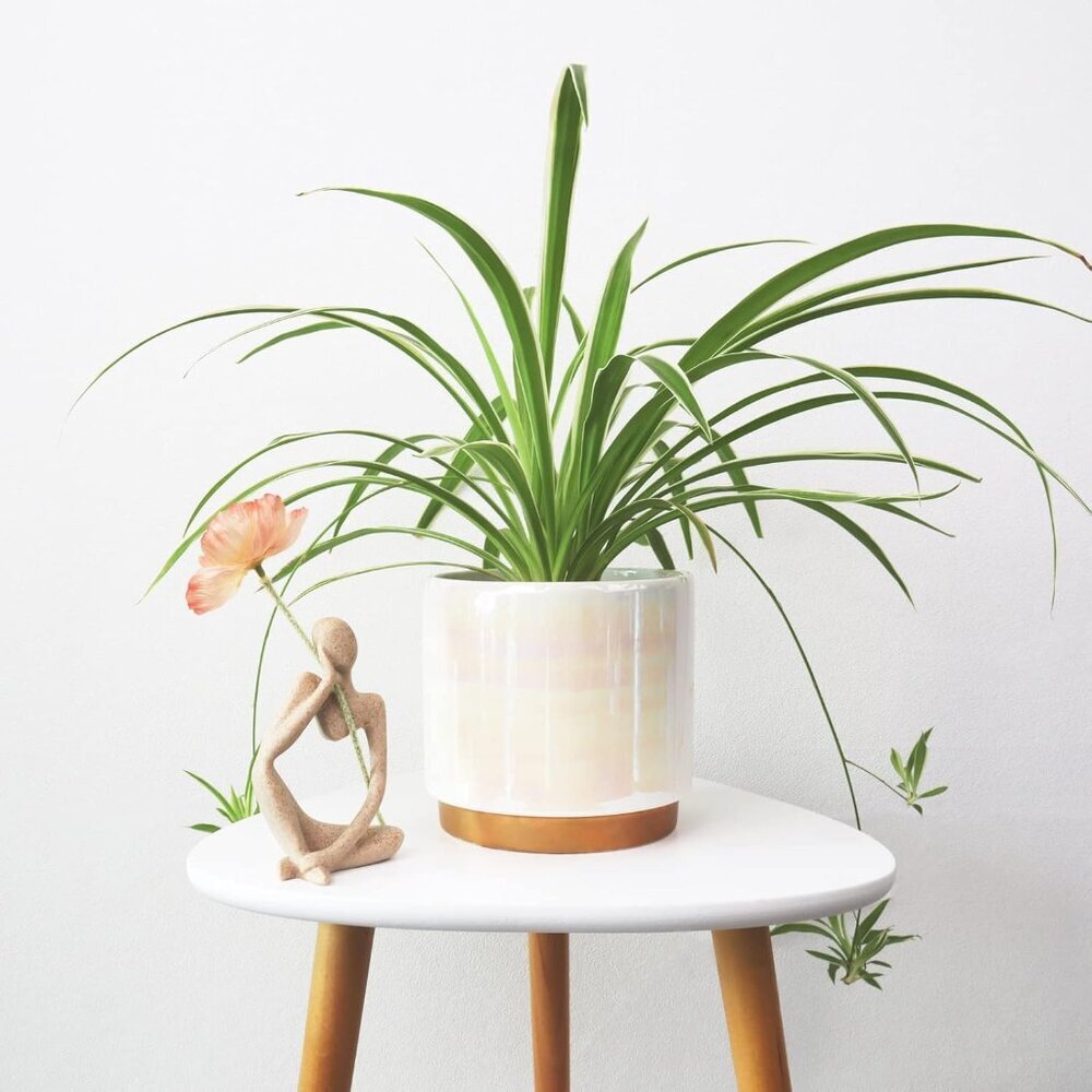 White Indoor Pots for Plants, Ceramic Planter with Drainage Hole, 6.0 inch+5.0 I - Picture 5 of 7